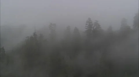 Forest Treetop Fog Stock Footage 40687783