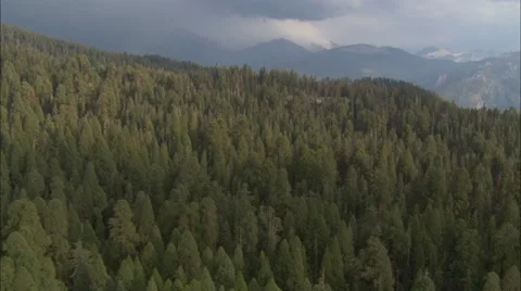 Forest Treetop Stock Footage 40687146