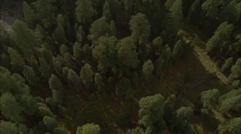 Forest Treetop Stock Footage 40687499