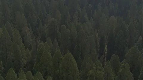 Forest Treetop Stock Footage 40687503