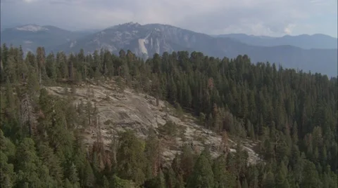 Forest Treetop Stock Footage 40687539