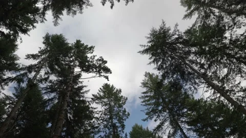 Forest Treetop Rotation Devon UK 動画素材 235466715