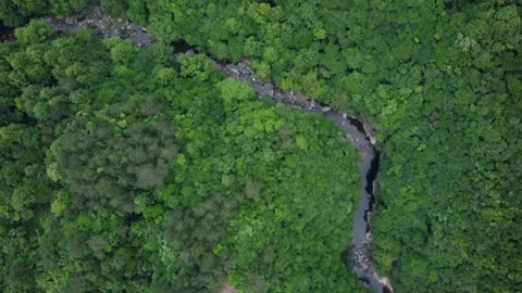 Forest Treetops Aerial Drone View with Lush Green Canopy and Nature Scenery Stock Footage 326706797