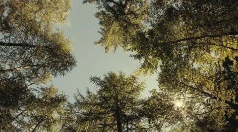 Forest treetops in circular motion. Sunny sky in soft colors. Slow motion Stock Footage 53911562