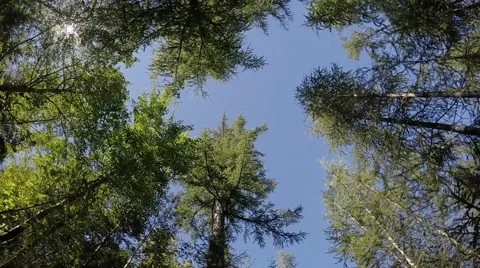 Forest treetops in circular motion. Sunny sky in soft colors. Stock Footage 53911615