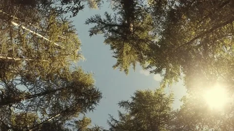 Forest treetops in circular motion. Sunny sky in soft colors. 스톡 동영상 53917120