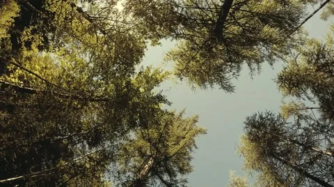 Forest treetops in circular motion. Sunny sky in soft colors. Slow motion Stock Footage 53919925