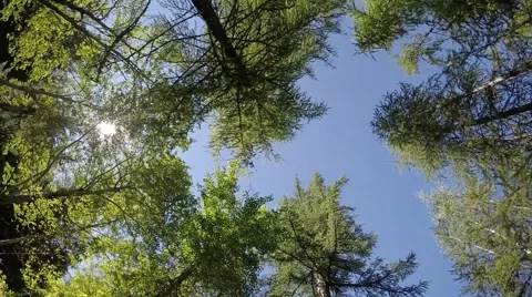 Forest treetops in circular motion. Sunny sky in clear colors. Slow motion Stock Footage 53920030