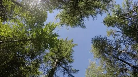 Forest treetops in circular motion. Tall fir trees and sunny sky Stock Footage 53908487
