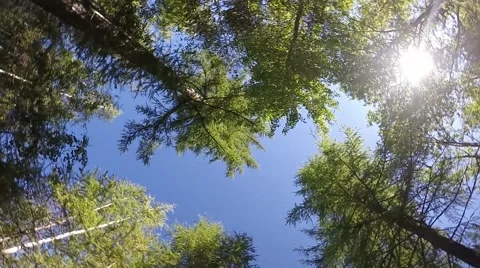 Forest treetops in circular motion. Tall fir trees and bright sunny sky Stock Footage 53908606