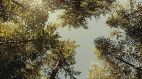 Forest treetops in circular motion. Tall fir trees, sunny sky in soft colors Stock Footage 53908699