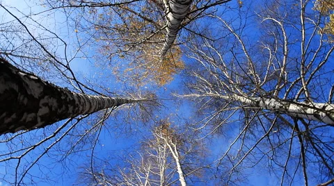 Forest Treetops 스톡 동영상 42915880