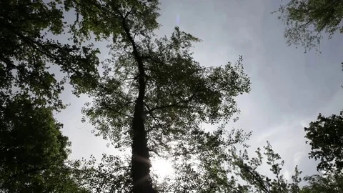 Forest treetops Stock Footage 82756699