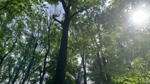 Forest Treetops Shown in a Smooth Circular Movement. Video stock 241524129