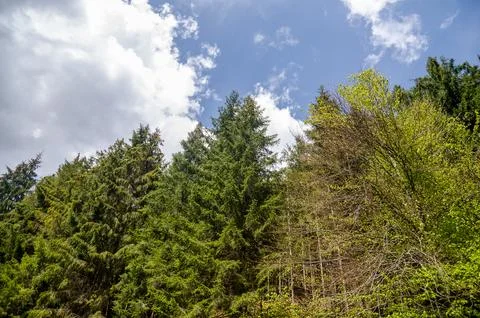 Forest treetops under bright cloudy sky Fotos de archivo