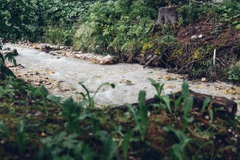 Forest trickle Stock Photos
