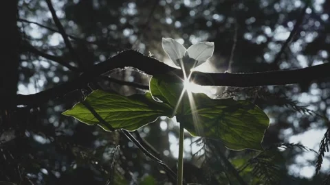 Forest Trillium with Direct Beam of Sunlight Stock Footage 153762648