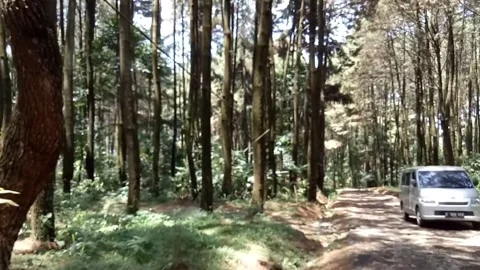 Forest trip Stock Footage 276829507