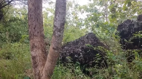 Forest Trunks and Greenery Stock Footage 329557576