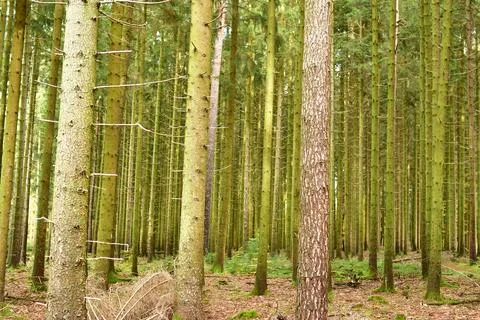 Forest Trunks autumn fall german Forest odenwald Stockfoto's