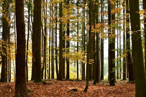 Forest Trunks autumn fall german Forest odenwald Stockfoto's