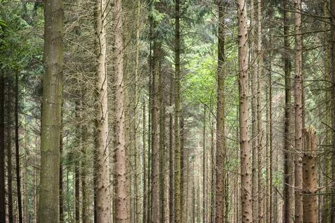 Forest with trunks of coniferous trees as background photo. Stock Photos