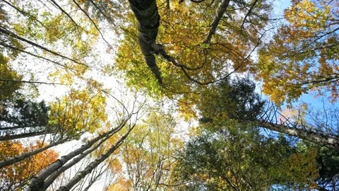 Forest trunks looking up to sky, fall colors, smooth motion, 4K Stock-Footage 320155031