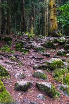 Forest trunks stones Stock Photos
