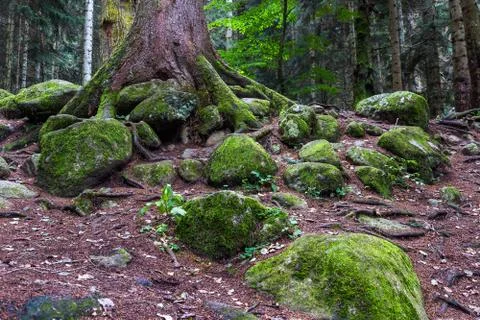 Forest trunks stones Stock Photos