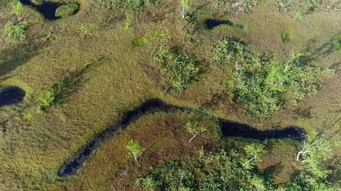 Forest-tundra in summer Stock Footage 90975398
