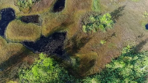 Forest-tundra in summer Stock Footage 90975476