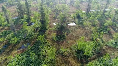 Forest-tundra in summer Video stock 90975543