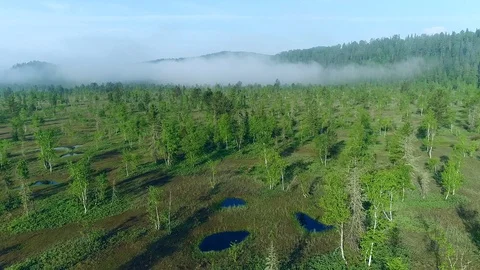 Forest-tundra in summer Video stock 90975602