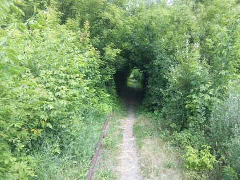 Forest tunnel Stock Photos