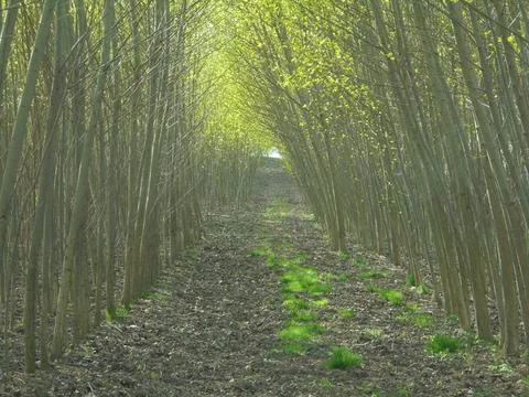 Forest tunnel of young broadleaf trees under harsh spring sunlight Stock Photos