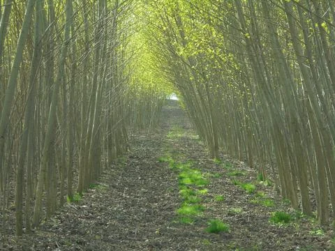 Forest tunnel of young broadleaf trees under harsh spring sunlight Stock Photos