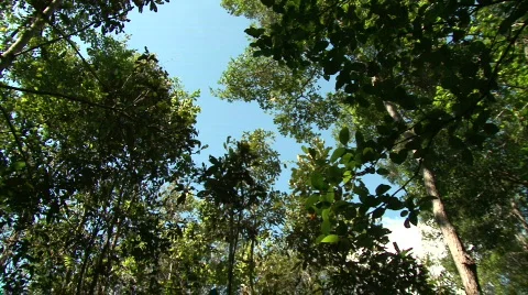 Forest Turn Stock Footage 372223