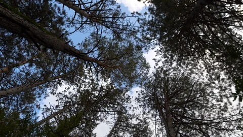 Forest Turning from the Ground in Slow Motion 4K Stock Footage 108509062