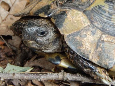 Forest turtle closeup Stock Photos