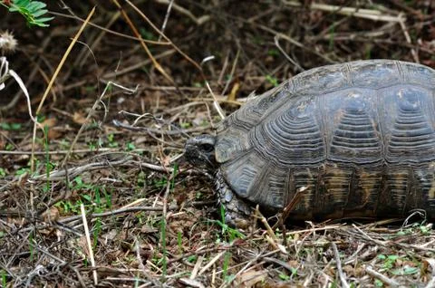 Forest turtle in natural environment Stock Photos