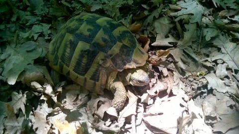 Forest turtle 写真素材