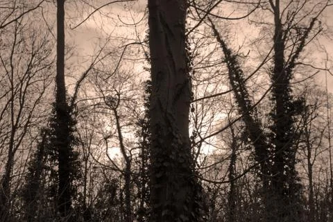 Forest in the twilight, lighting effect and atmosphere Stock Photos