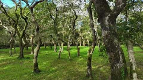 Forest With Twisted Old Tree Trunks.  Sideways Shot Stock Footage 254945972