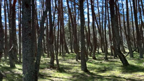 Forest with twisted pine trunks, Dancing Forest. Stock Footage 310247929