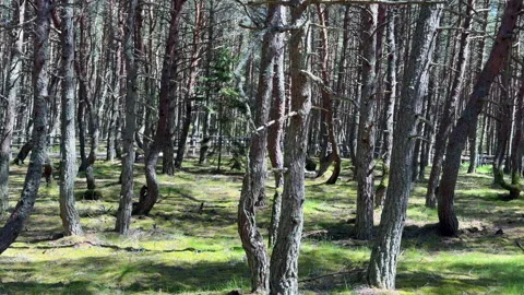 Forest with twisted pine trunks, Dancing Forest. 스톡 동영상 310248484