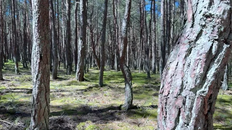 Forest with twisted pine trunks, Dancing Forest. Video stock 310248766