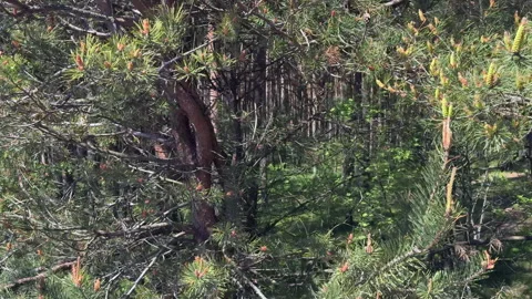 Forest with twisted pine trunks, Dancing Forest. 스톡 동영상 310251192
