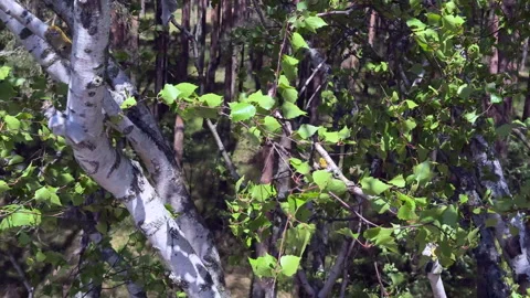 Forest with twisted pine trunks, Dancing Forest. 스톡 동영상 310253851