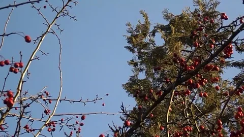 In the forest two trees, thuja and with red fruits sway in the wind Stock Footage 104361201