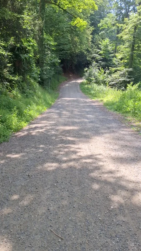 Forest on the Uetliberg Video stock 338258292